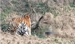 瘟疫动物园最新爆料